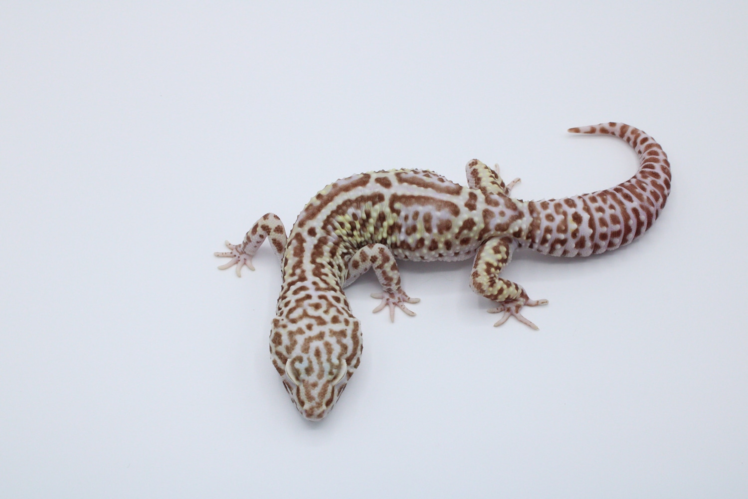 Jungle Gem Snow Lavender Bell Albino Het Eclipse Leopard Gecko by Vivid Geckos
