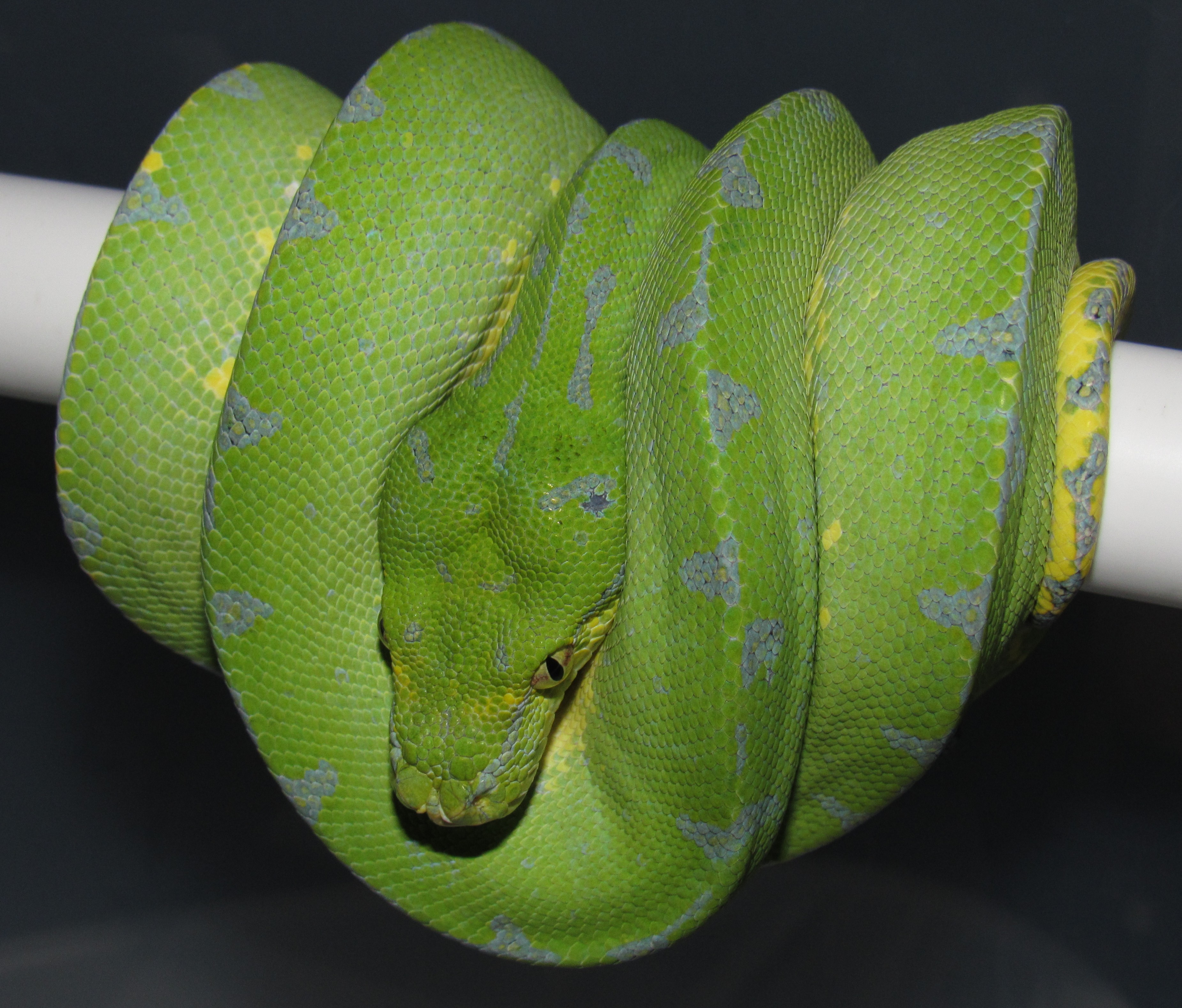 Sorong Green Tree Python by Wallflower Herpetoculture