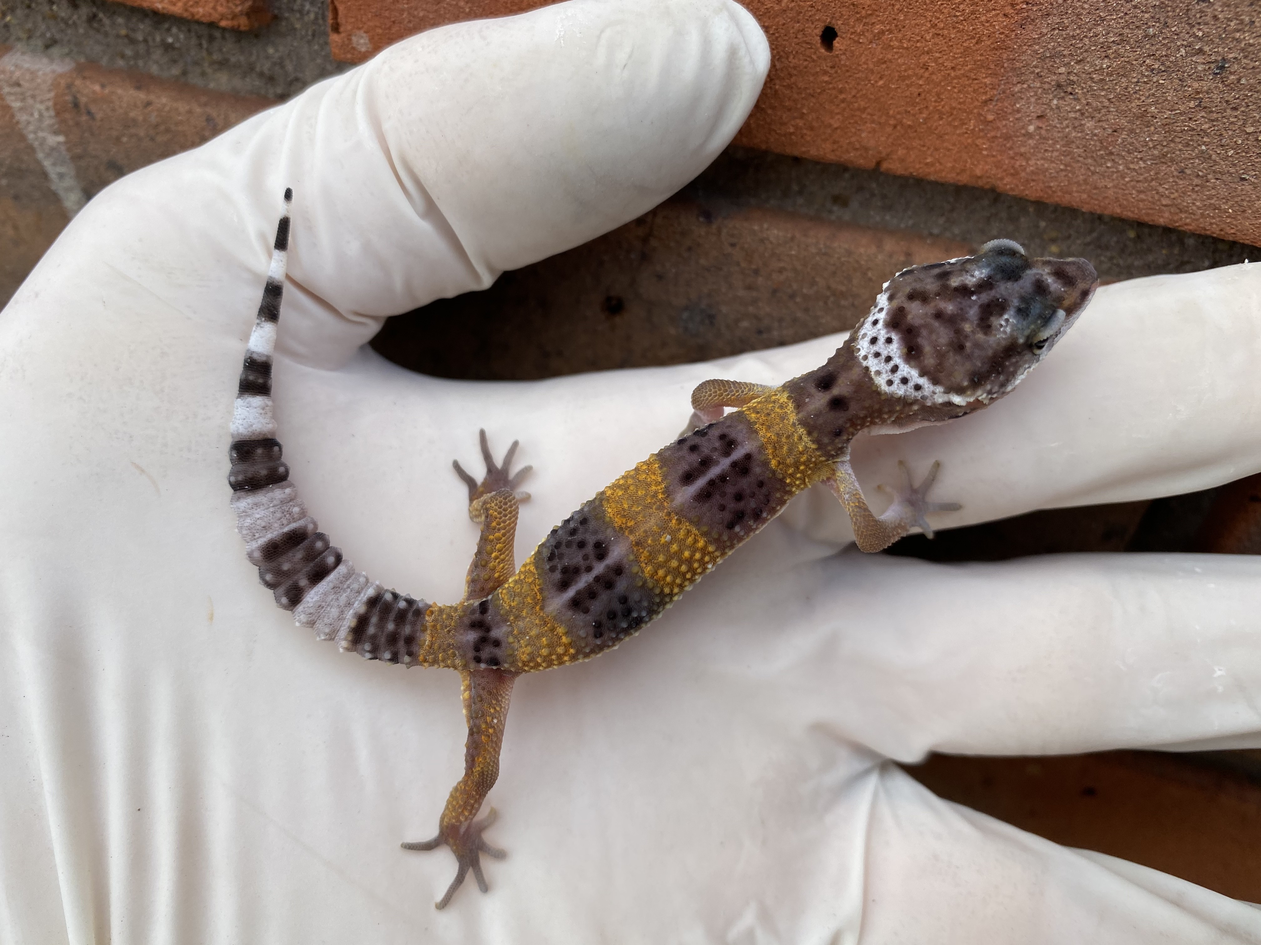 Hypo Leopard Gecko by Crystal Palace Reptiles
