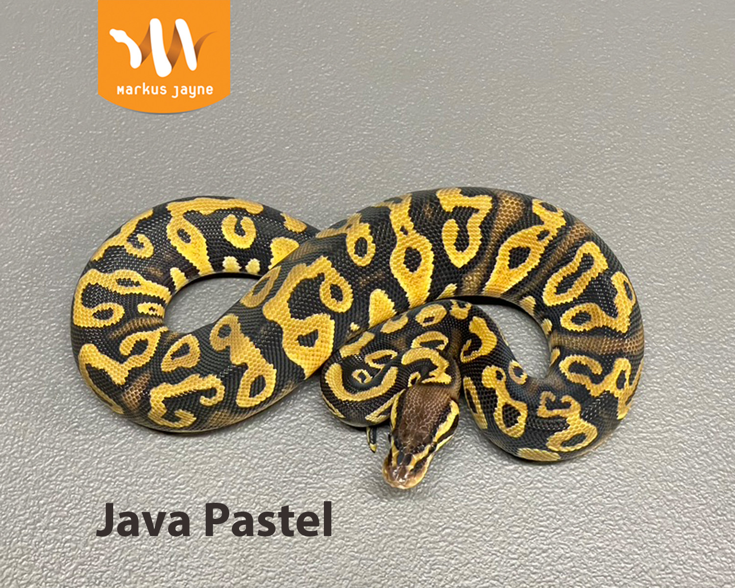 Java Pastel By Markus Jayne Ball Pythons