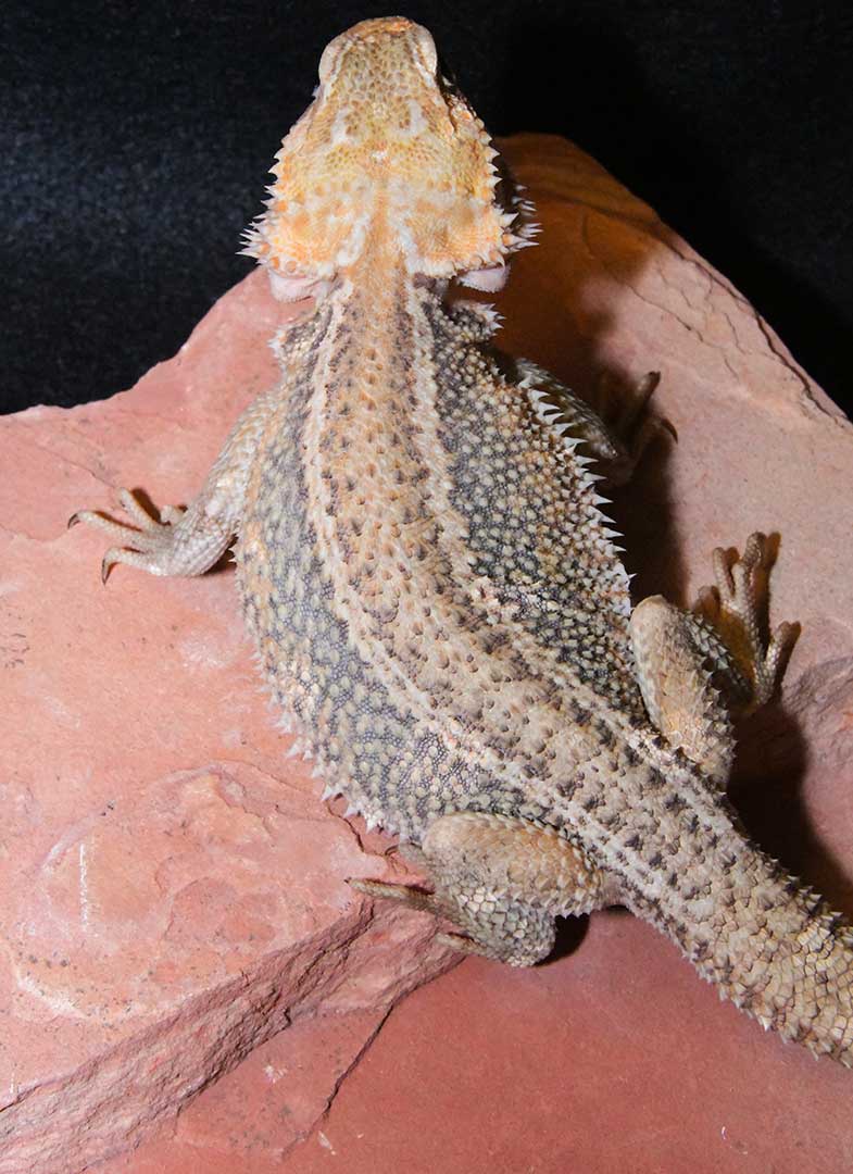 Paradox Translucent Straight Stripe Central Bearded Dragon by Animal Specialties Inc.