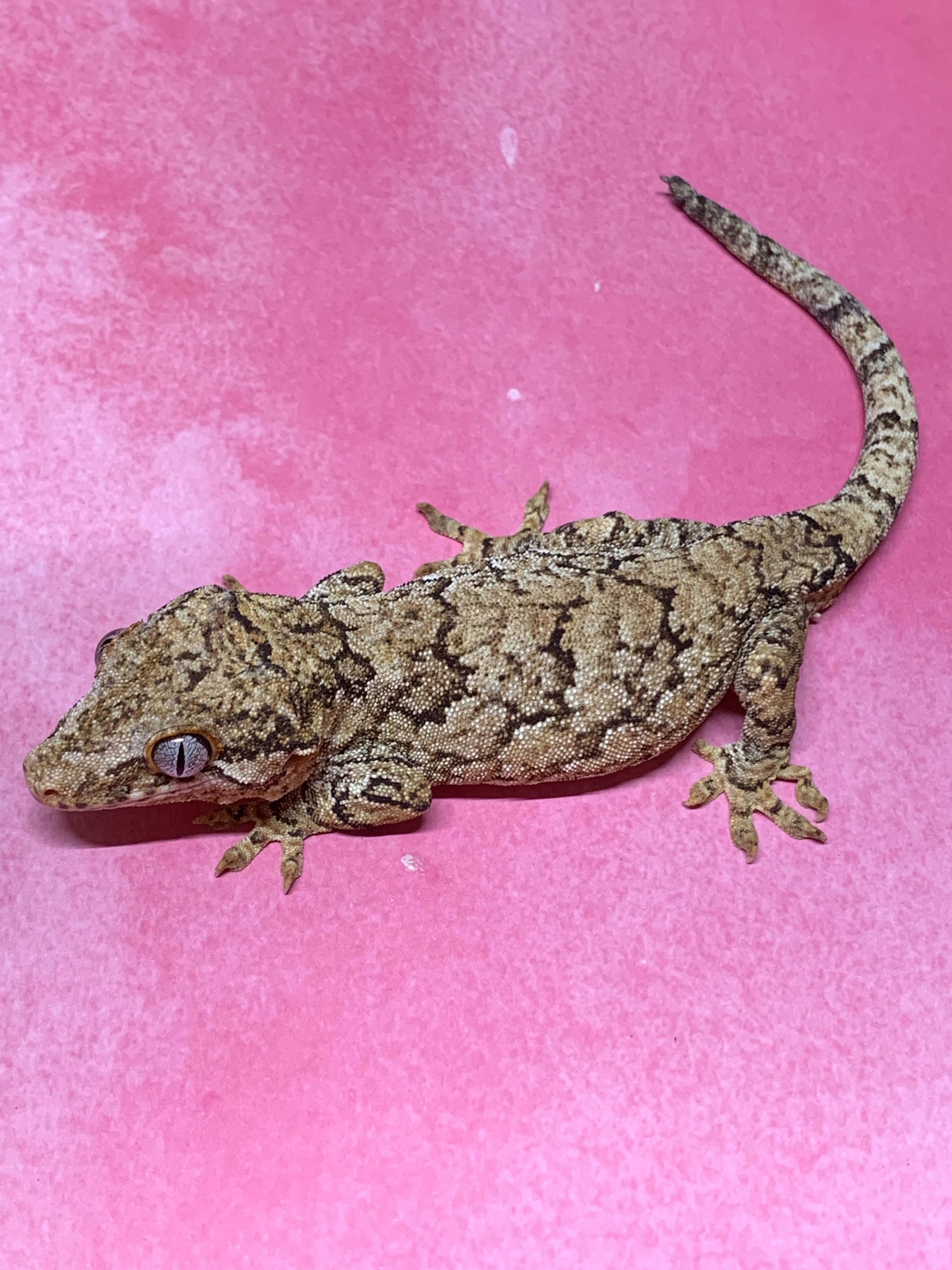 Reticulated Proven Male Gargoyle Gecko by Bergies geckoyles
