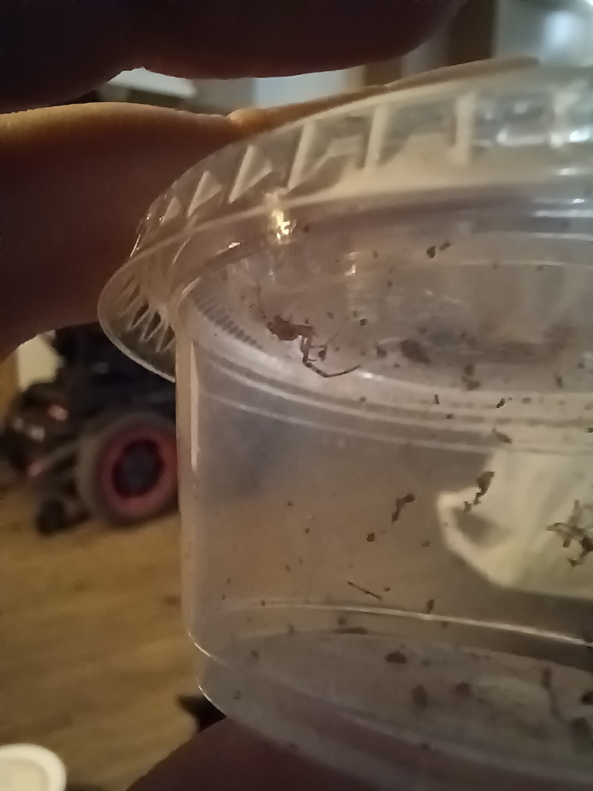 My new black widows Spiders MorphMarket Reptile Community