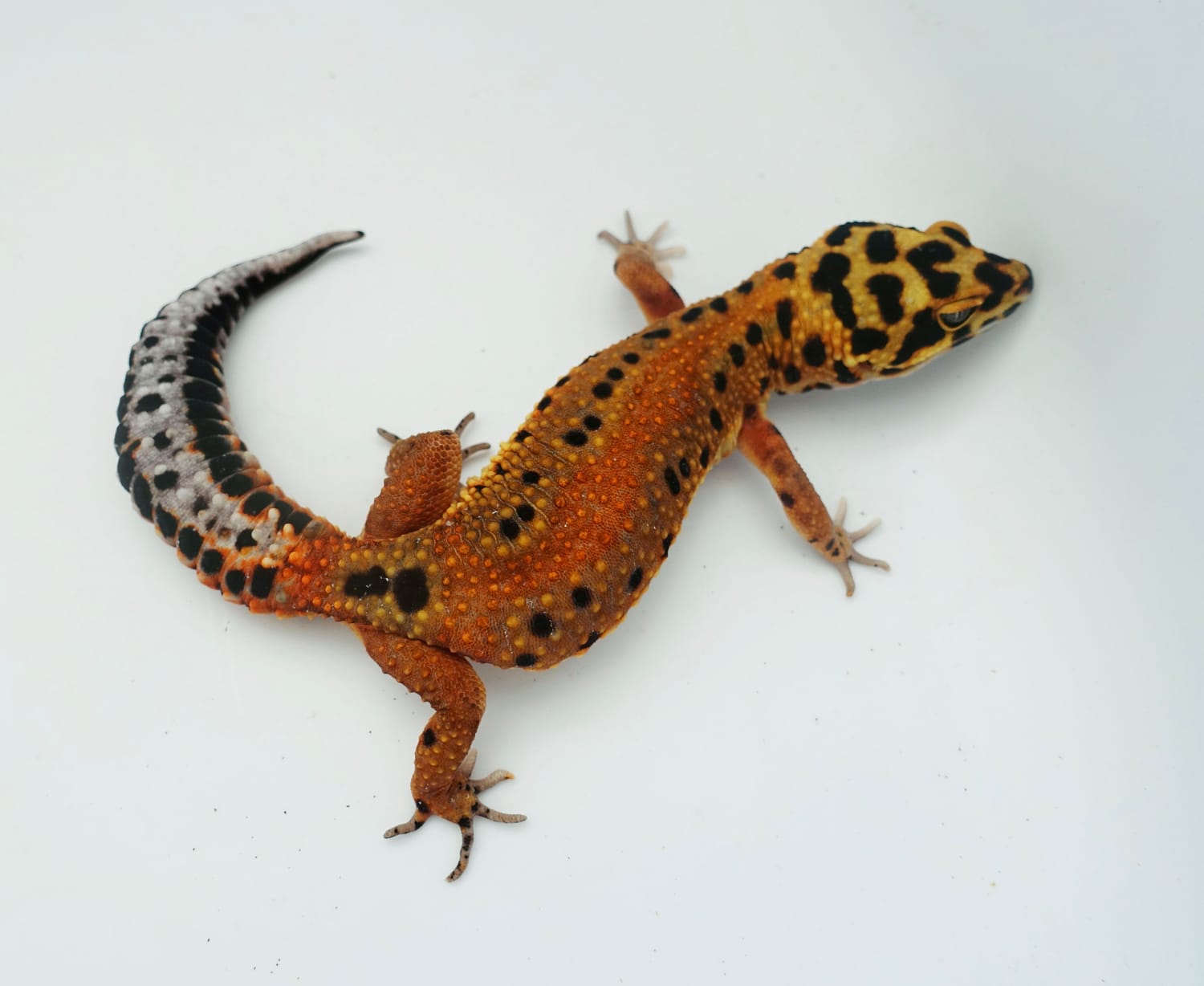 Firebold Tangerine Bold Cross Leopard Gecko by LM Geckos