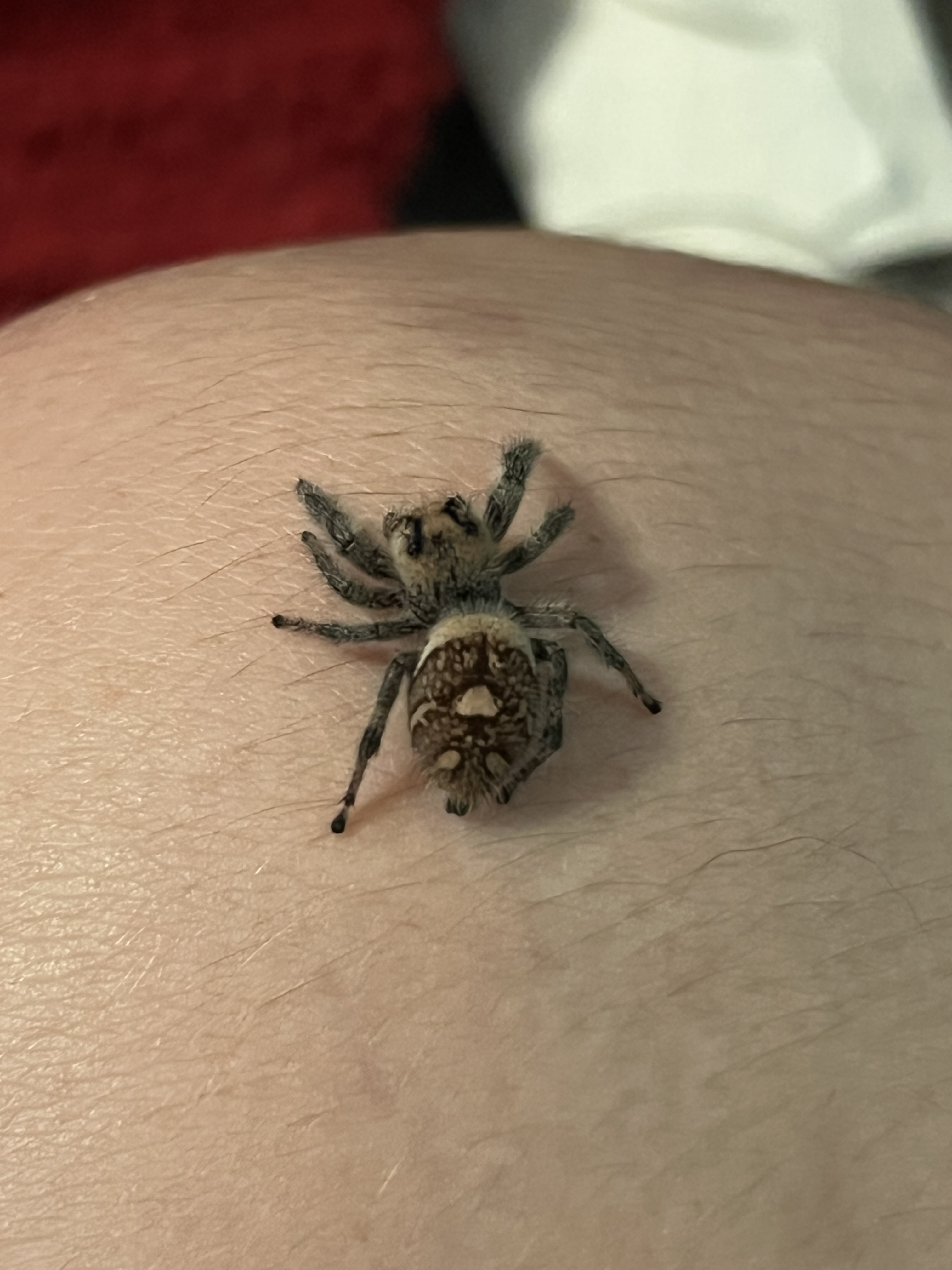 Can anyone help me ID this Jumping Spider? - Spiders - MorphMarket Reptile  Community