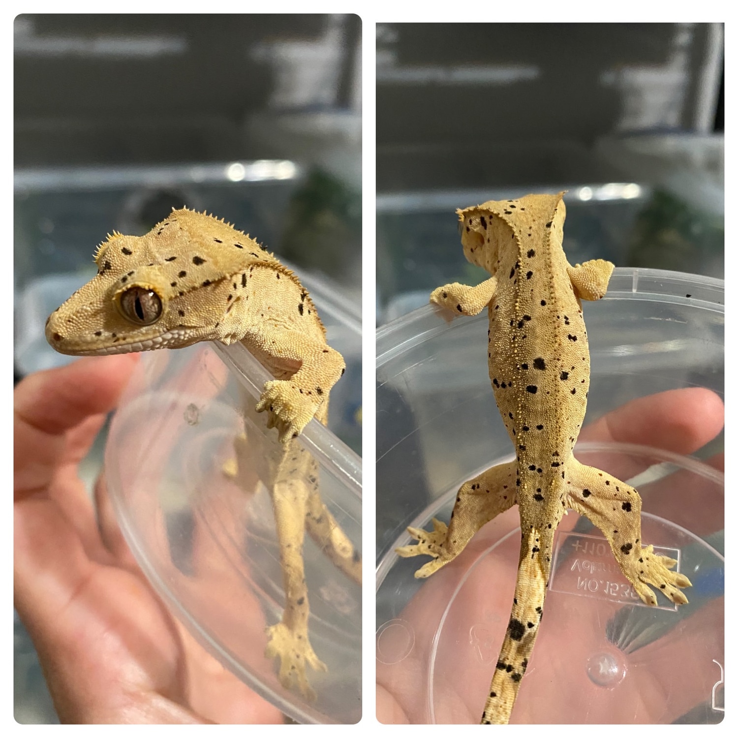 Dalmation Crested Gecko by Sweet Tooth Geckos