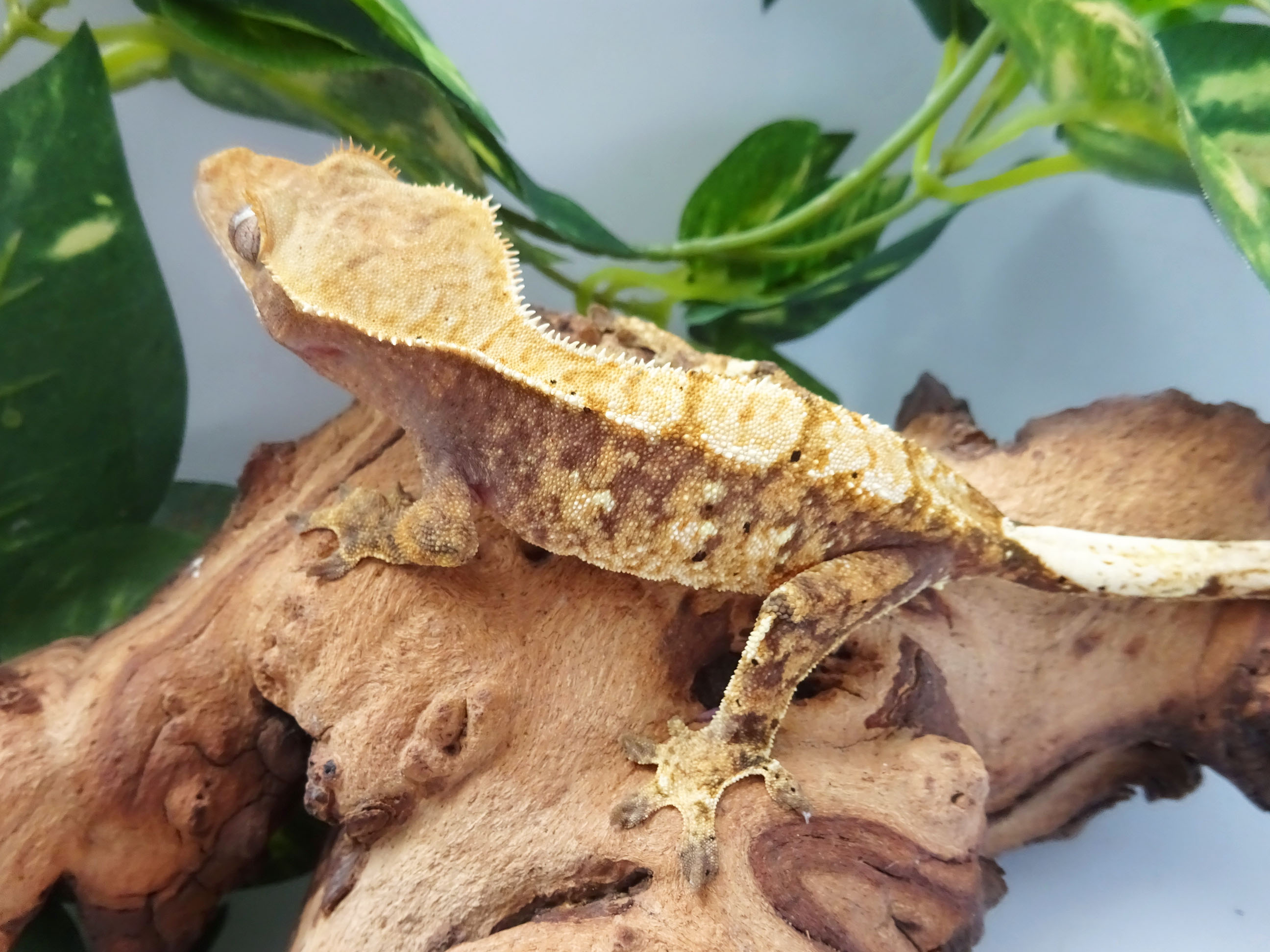 Extreme Harlequin Crested Gecko by LM Geckos