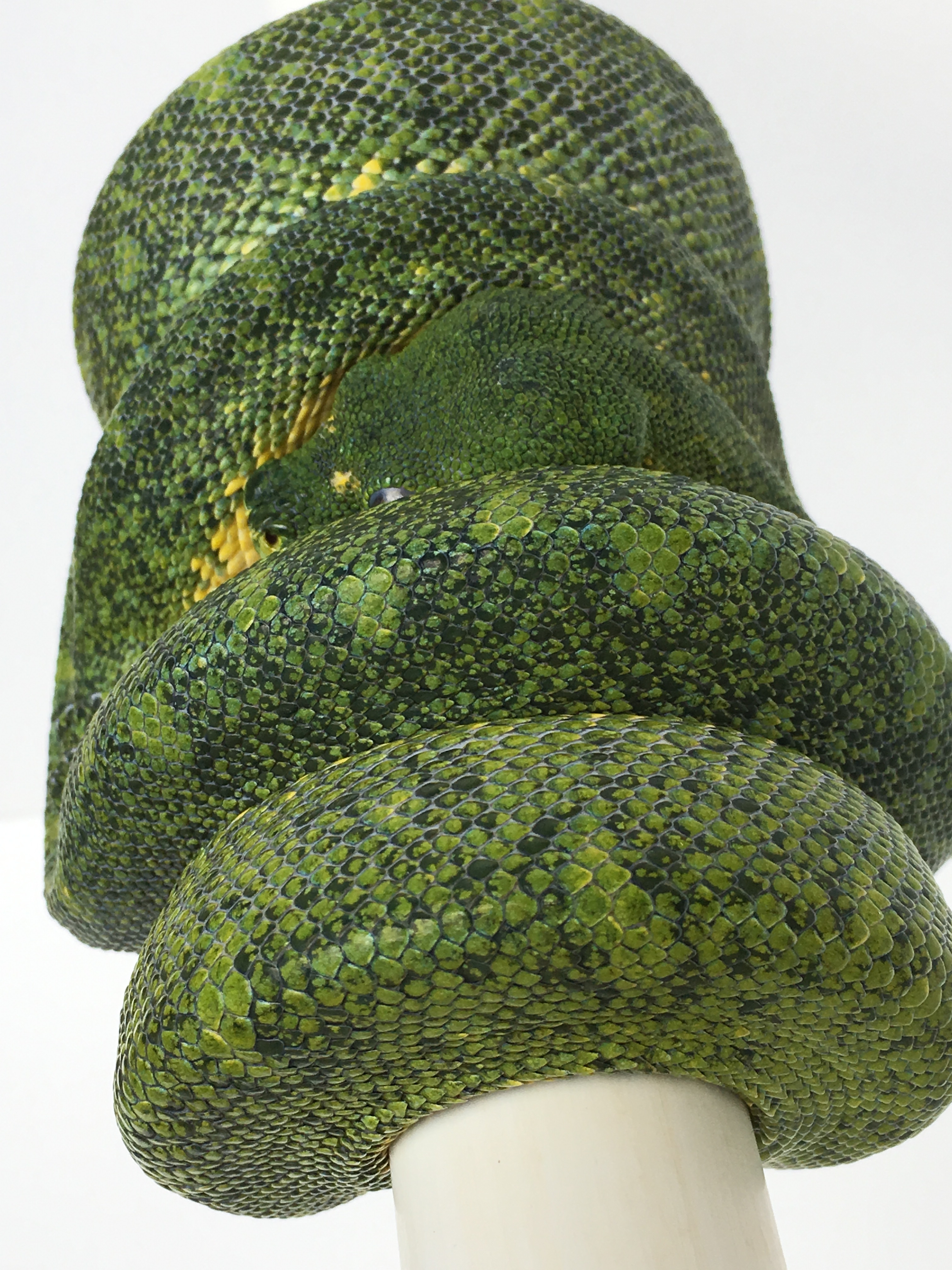 Lereh Green Tree Python by TSK, Inc.