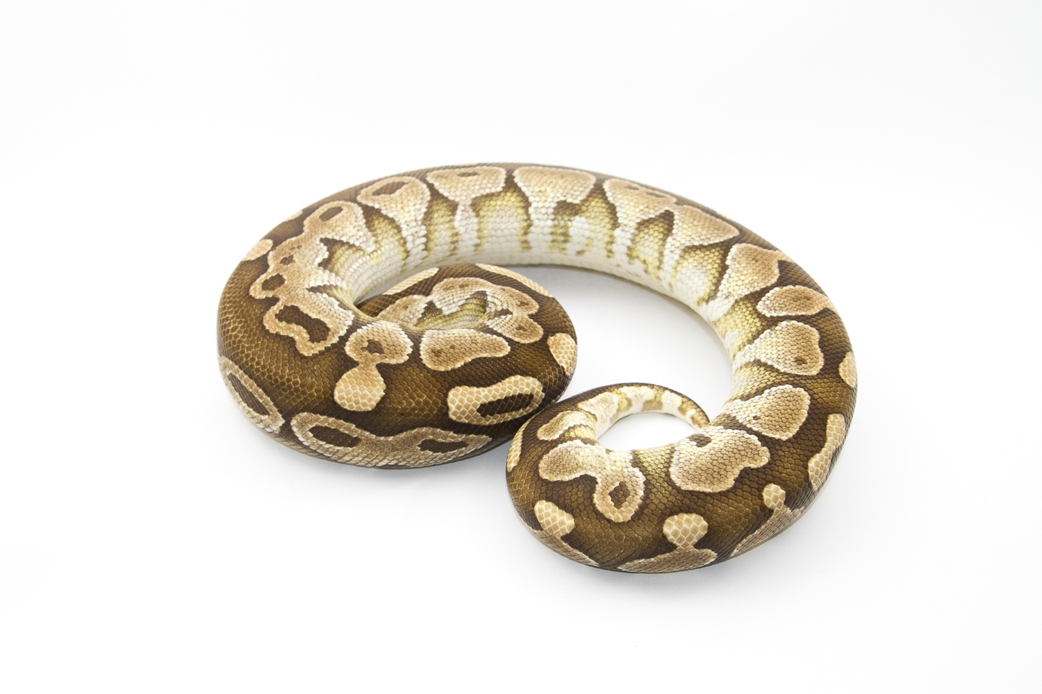Butter Ball Python by No1reptiles