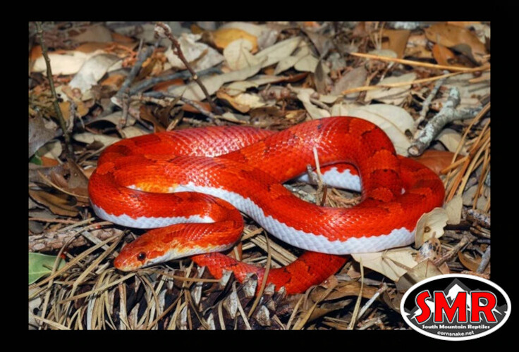High Expression Pied Sided Bloodred by SMR