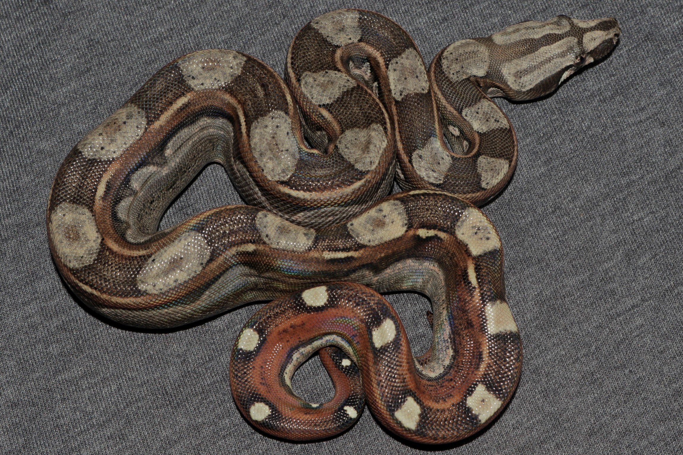 Super Inca Boa Constrictor by Kevin Hasley