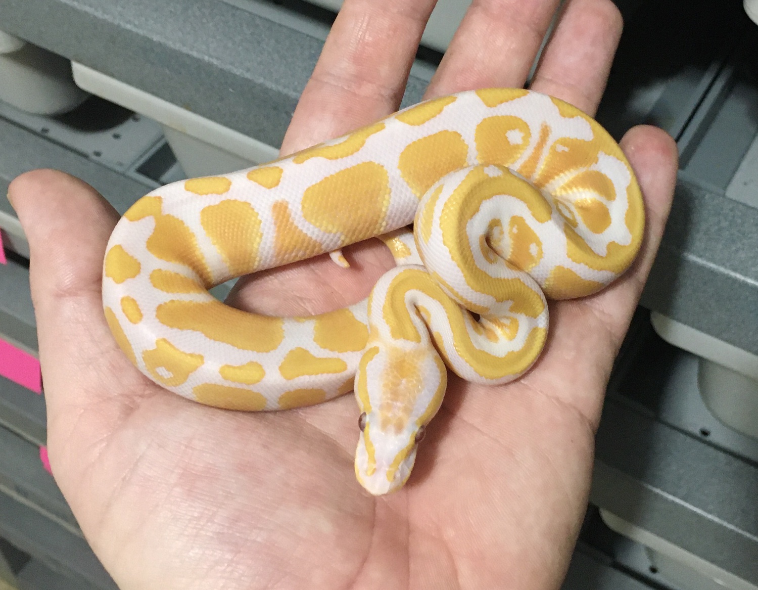 Lavender Albino By Extraordinary Ectotherms