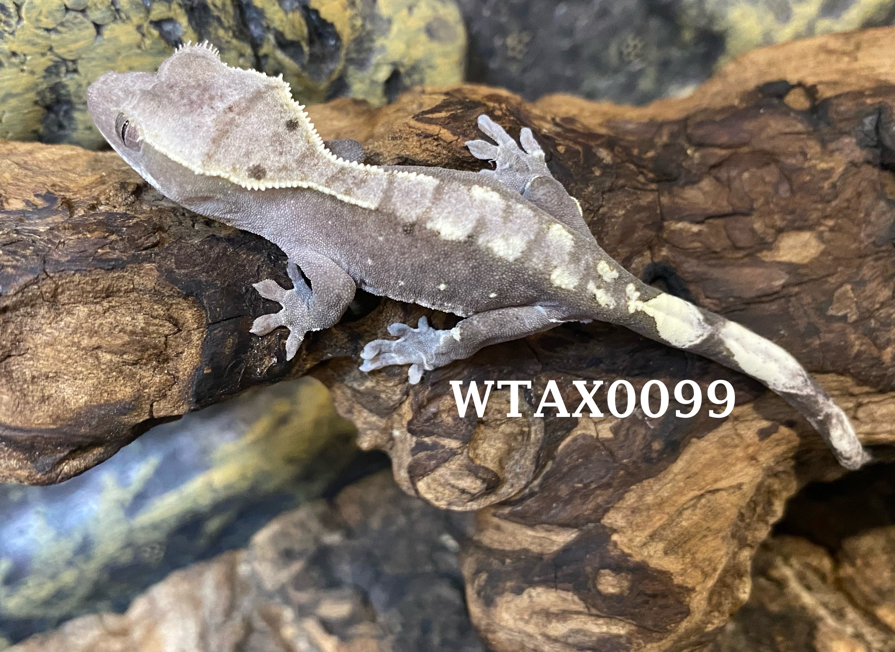 Axanthic Crested Gecko by Wild Things Exotic Animals