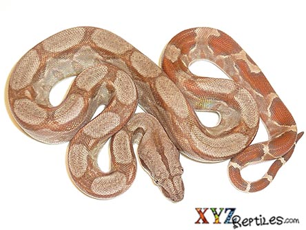 Baby Caramel Albino Boa Constrictor by XYZReptiles