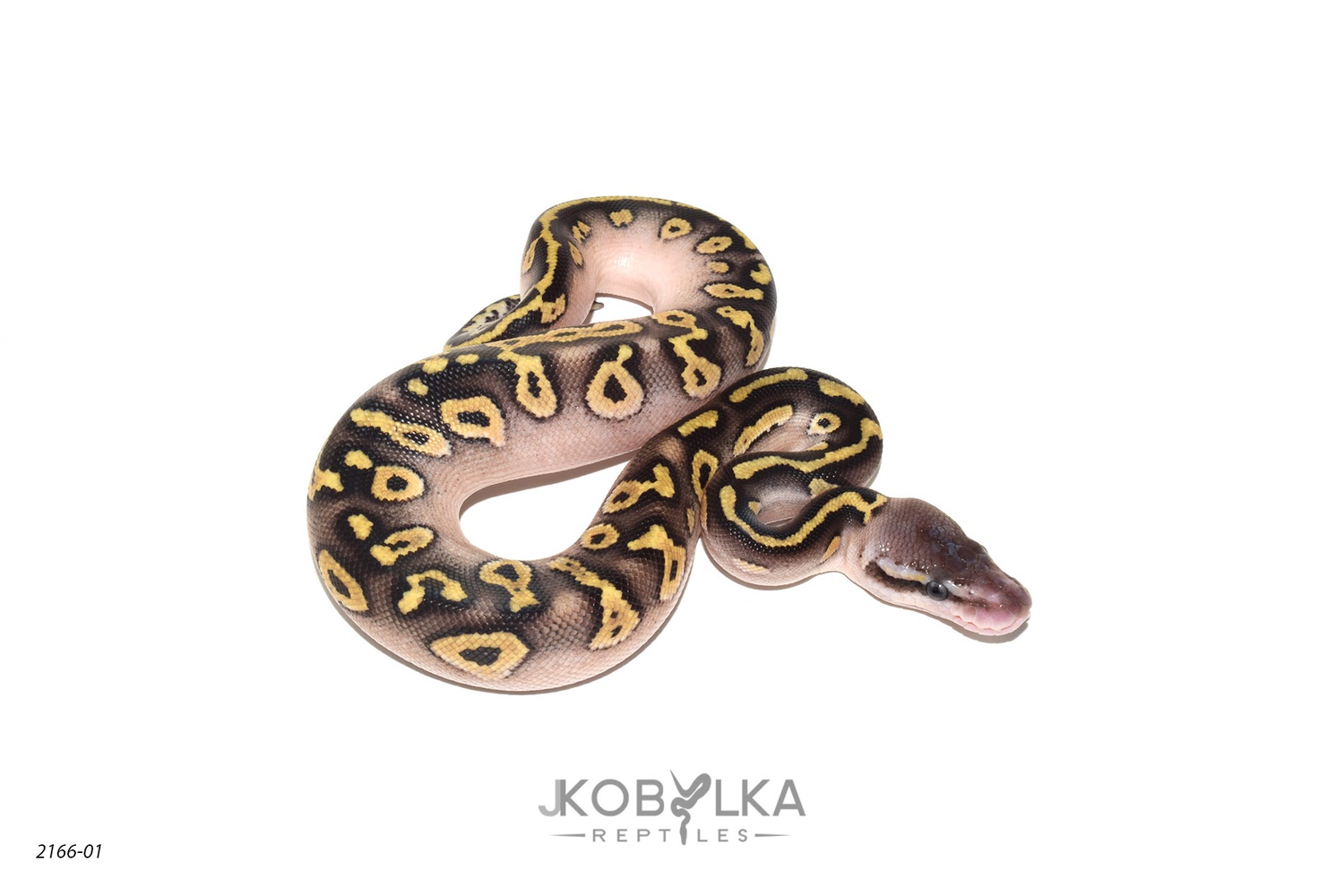 Pastel Mojave Wookie Het Monsoon Ball Python by J. Kobylka Reptiles