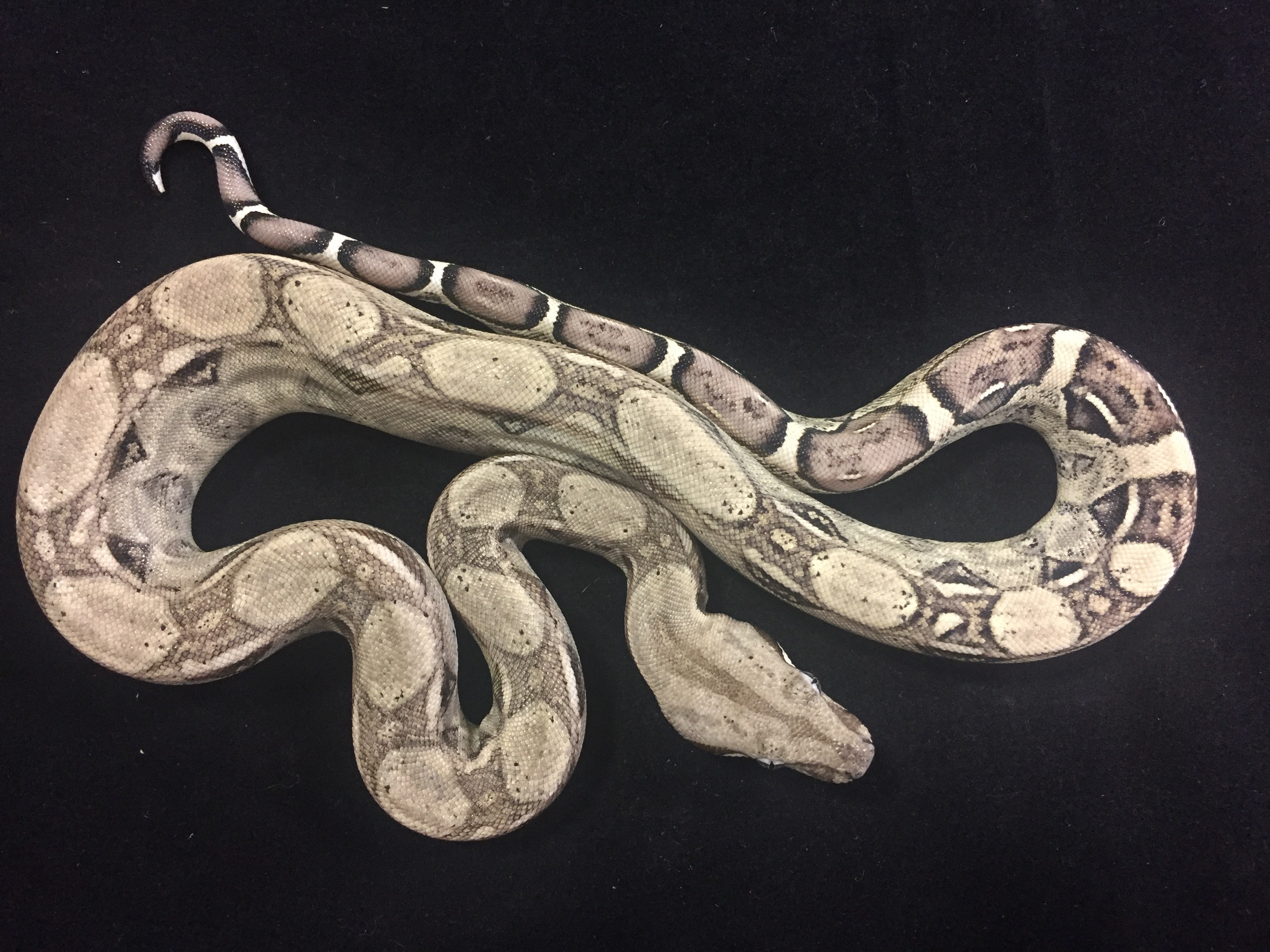 Anery Boa Constrictor by John Chausmer Reptiles