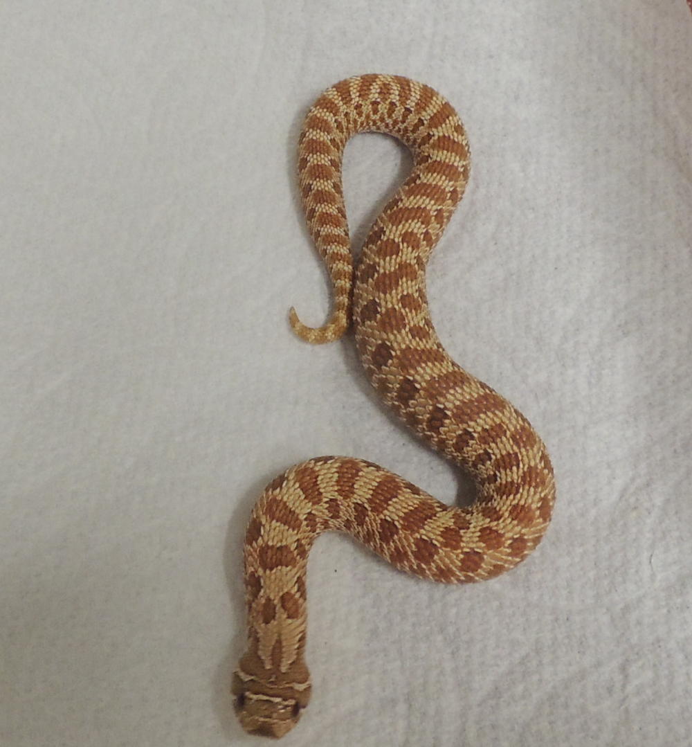 Evans Hypo Western Hognose by Shores Enuff Snakes