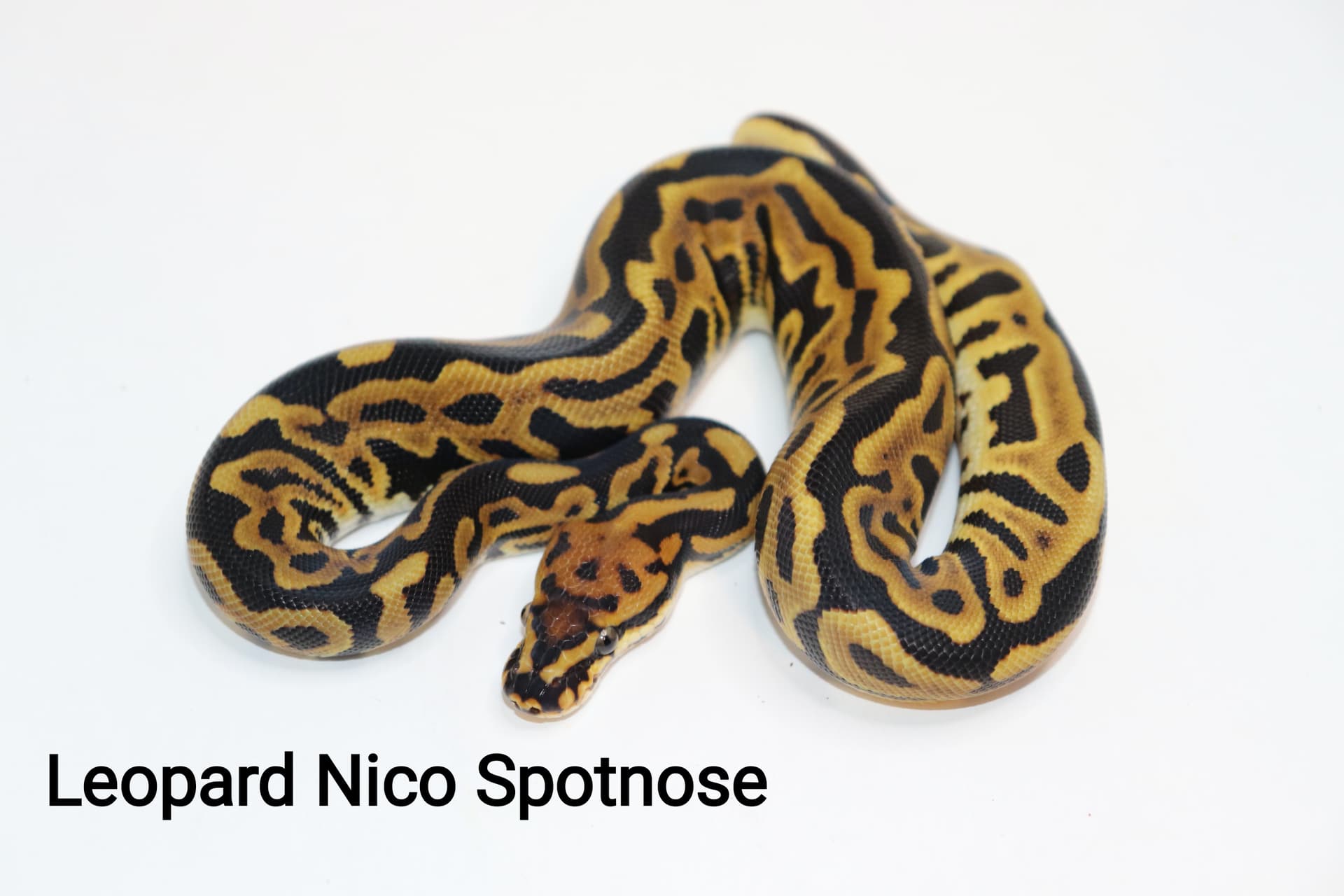 Leopard Spotnose Nico by DNJ Pythons