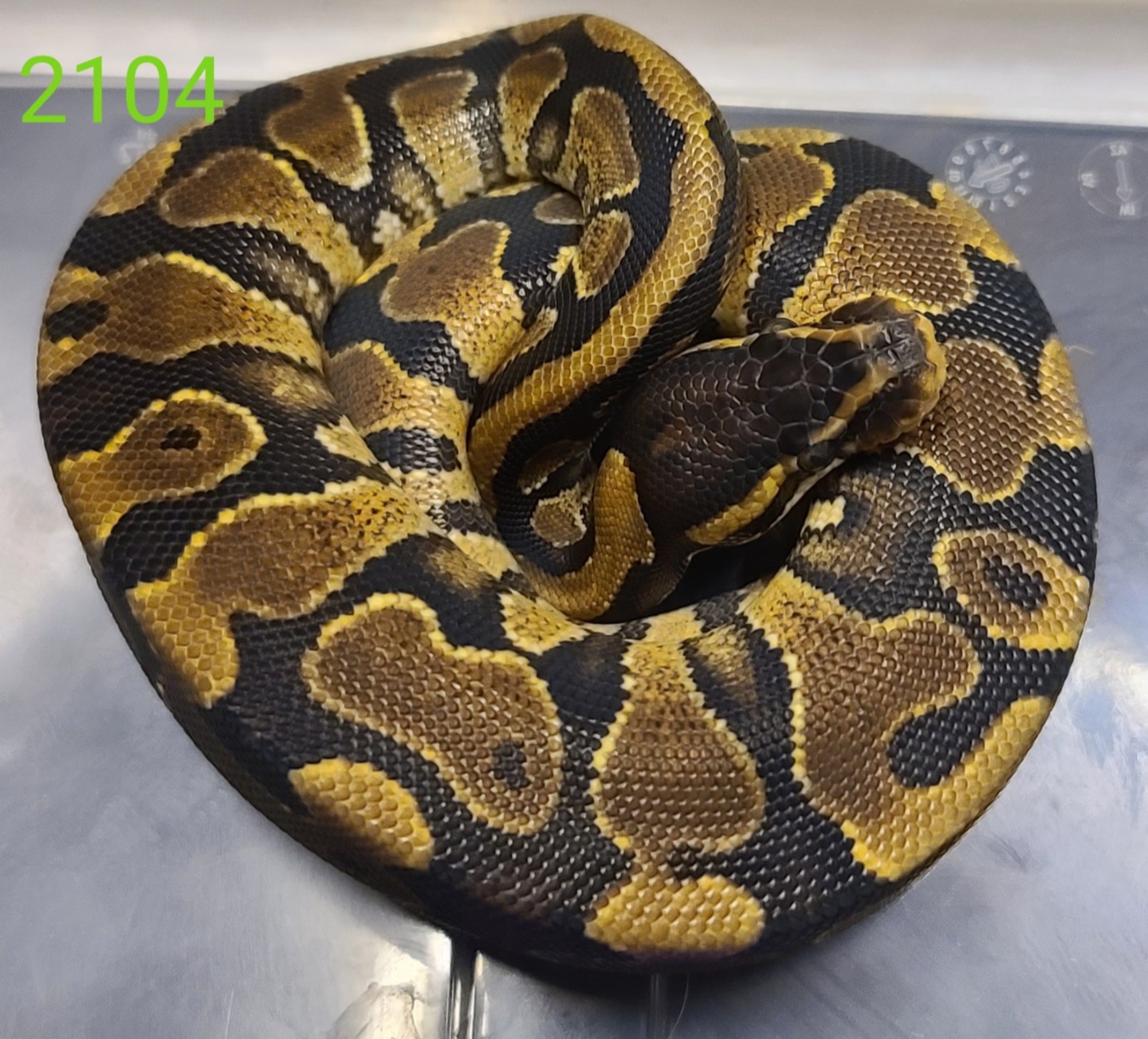 Gravel Ball Python by Open Road Constrictors