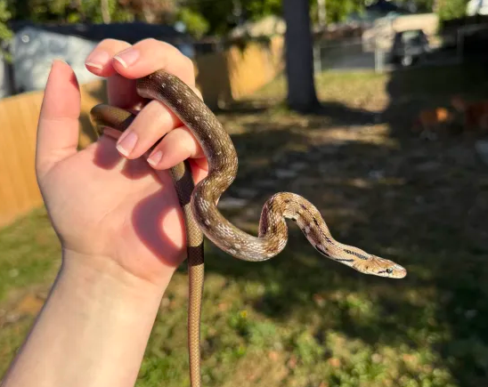 Screenshot 2025-10-14 121528