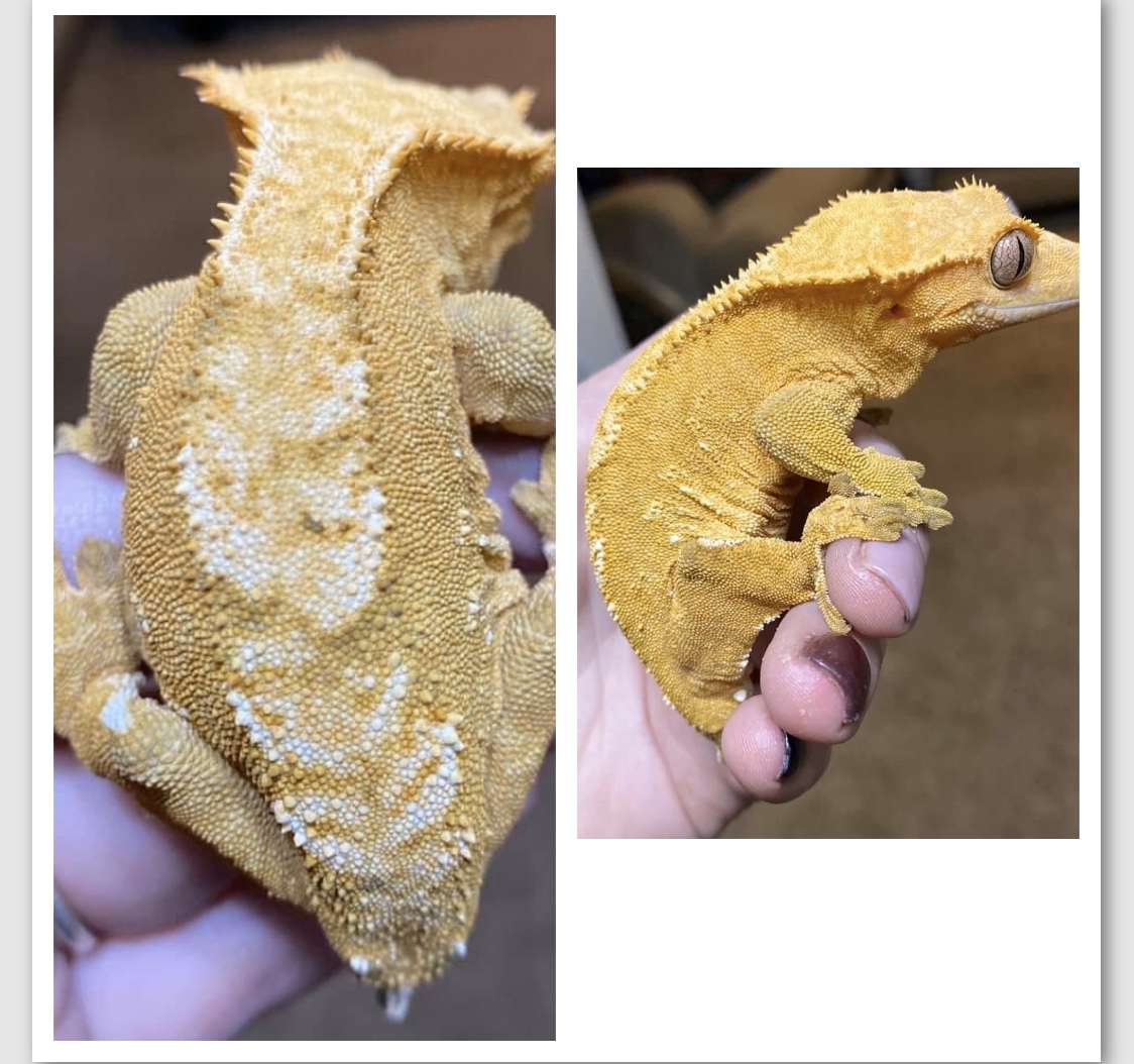 Yellow Female Crested Gecko by Serpent City Reptiles