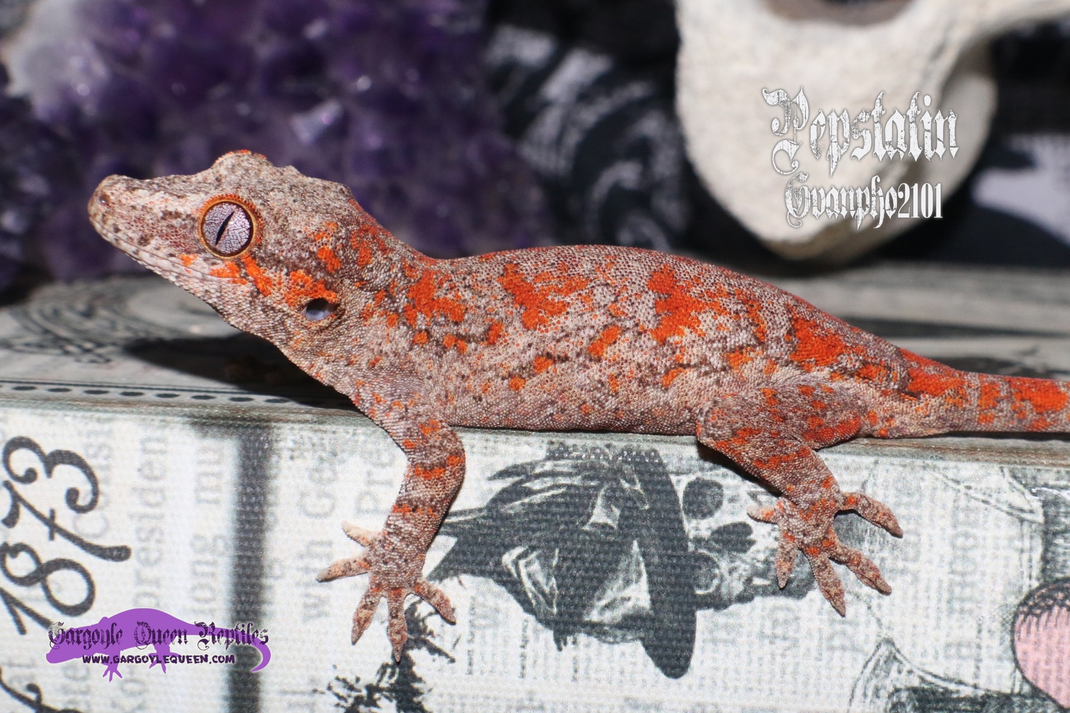 "B-Pepstatin" Red Super Blotch Gargoyle Gecko by Gargoyle Queen Reptiles