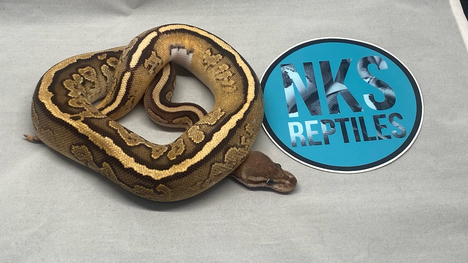 Cinnamon Creed Spider Ball Python by Critter Castle Pets And Supplies