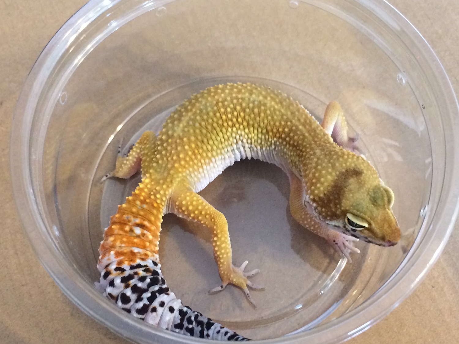 Paradox Inferno Cross Het. Tremper Albino & Eclipse Pos. Giant 66% Pos. Het. Murphy Patternless Leopard Gecko by ASH Reptile
