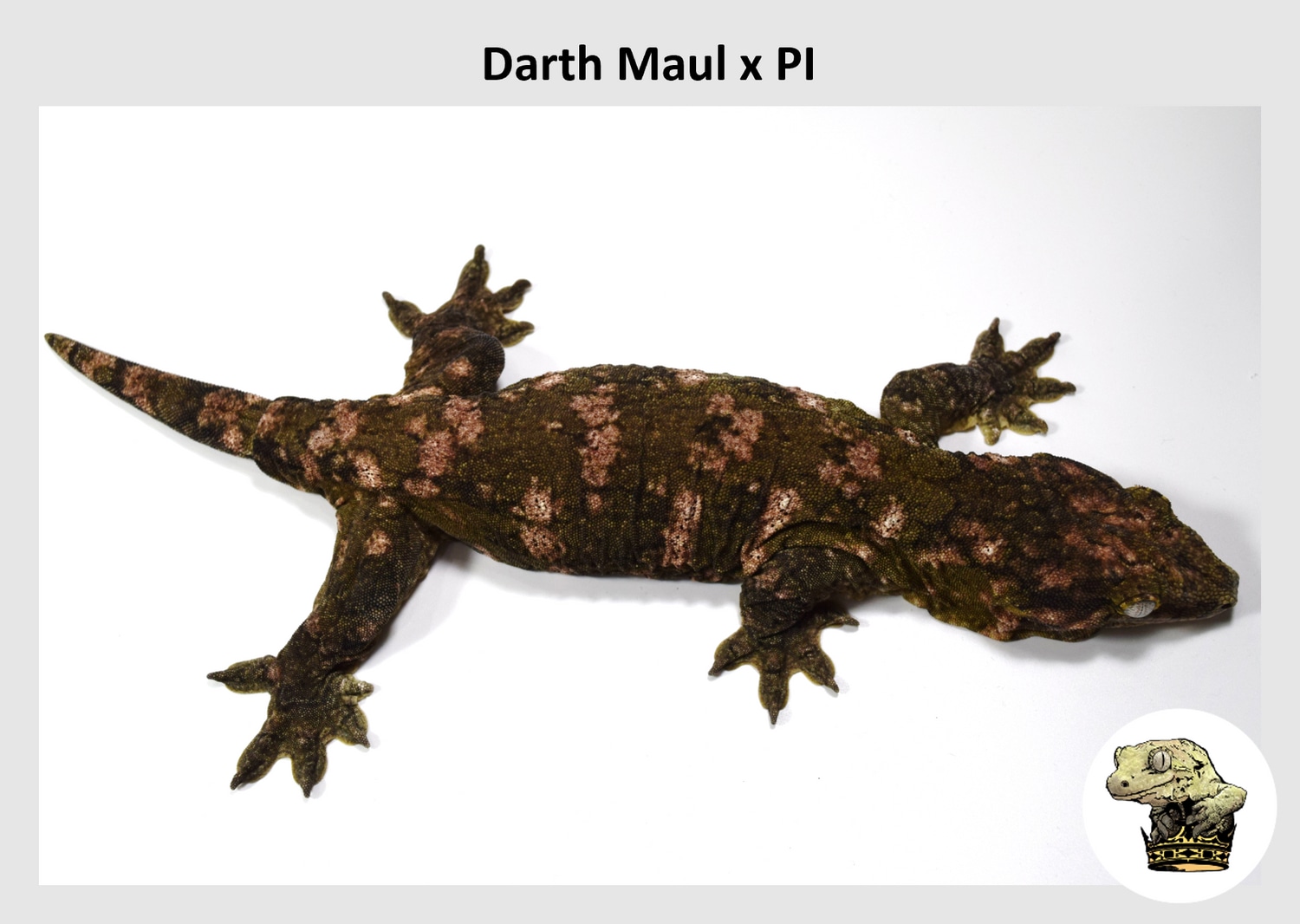 Darth Maul X Pine Island Leachianus Gecko by Troy's Geckos, Inc.