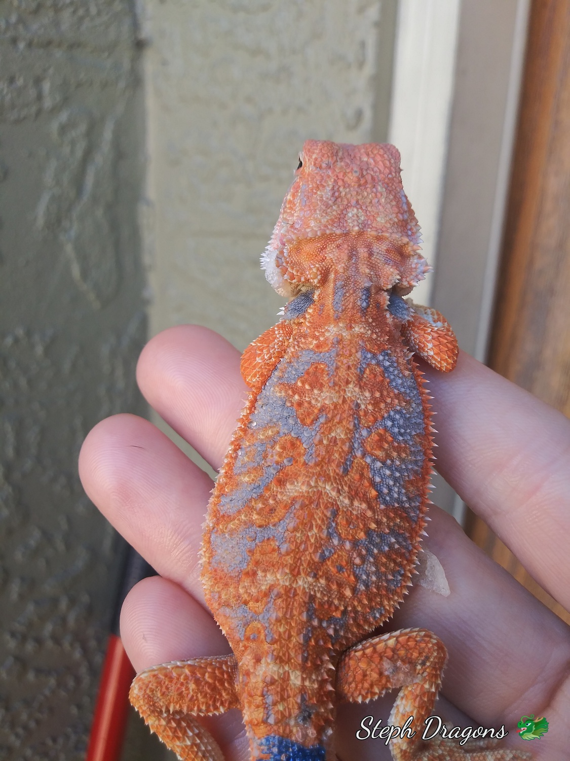 Red Blue Hypo Het Tran Male Central Bearded Dragon by Steph dragons