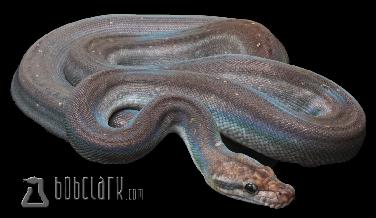 Super Motley Reticulated Python by Bob Clark Reptiles