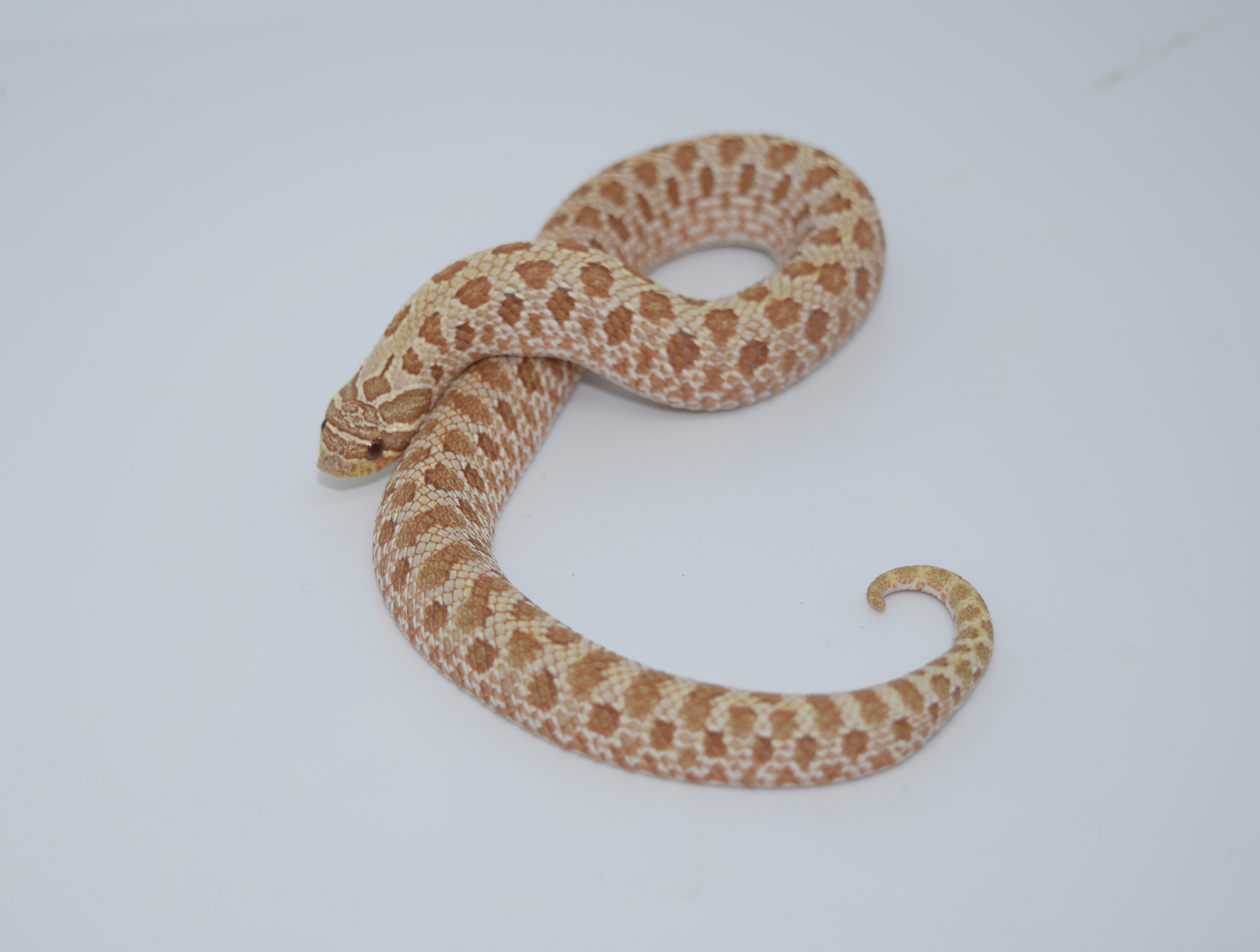 Evans Hypo Western Hognose by BMT Reptiles & Exotics