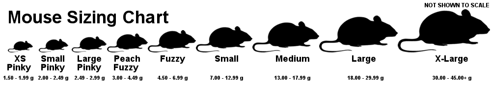 17790466789638009010809923171831