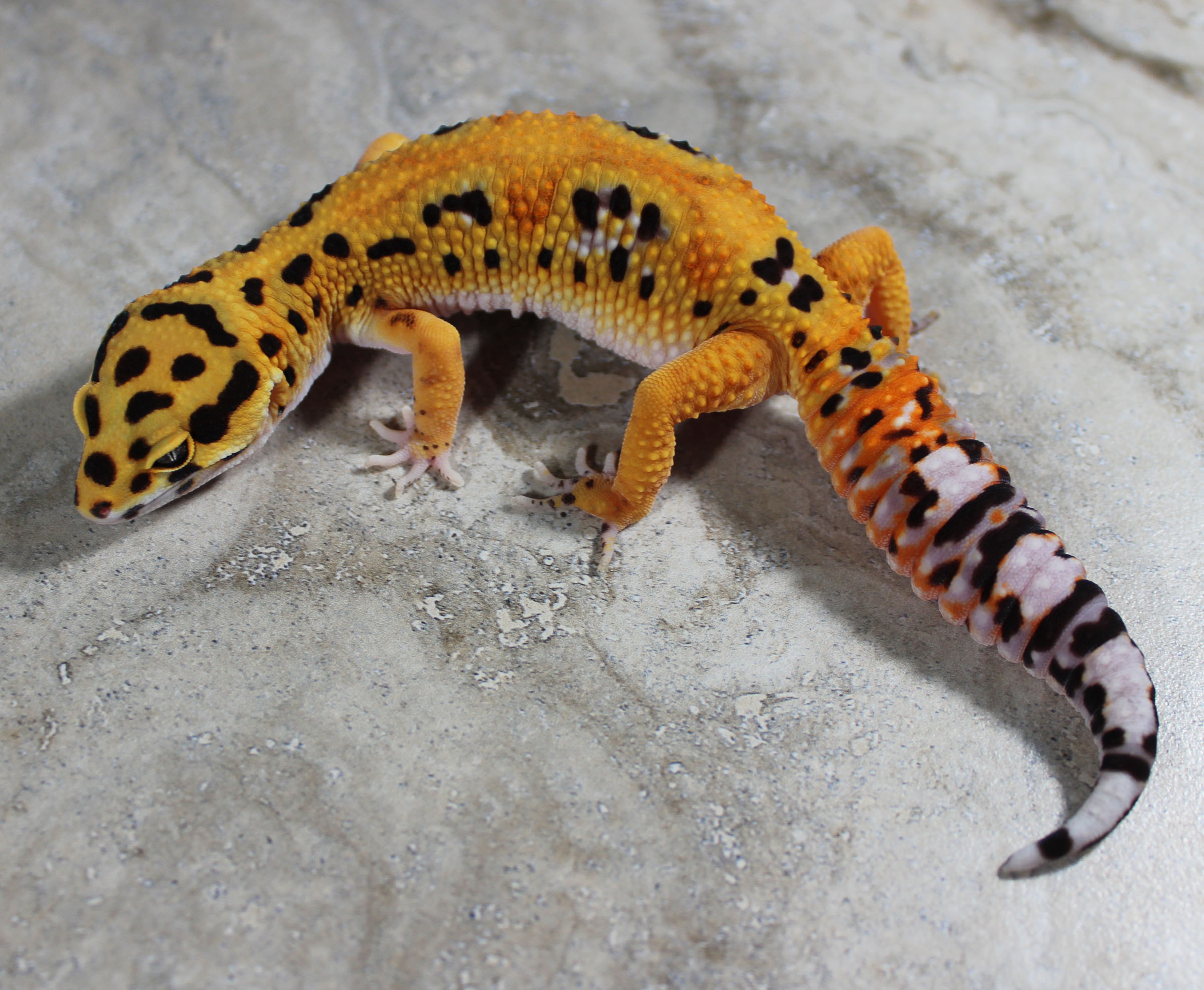 Firebold Leopard Gecko by Lunation Geckos