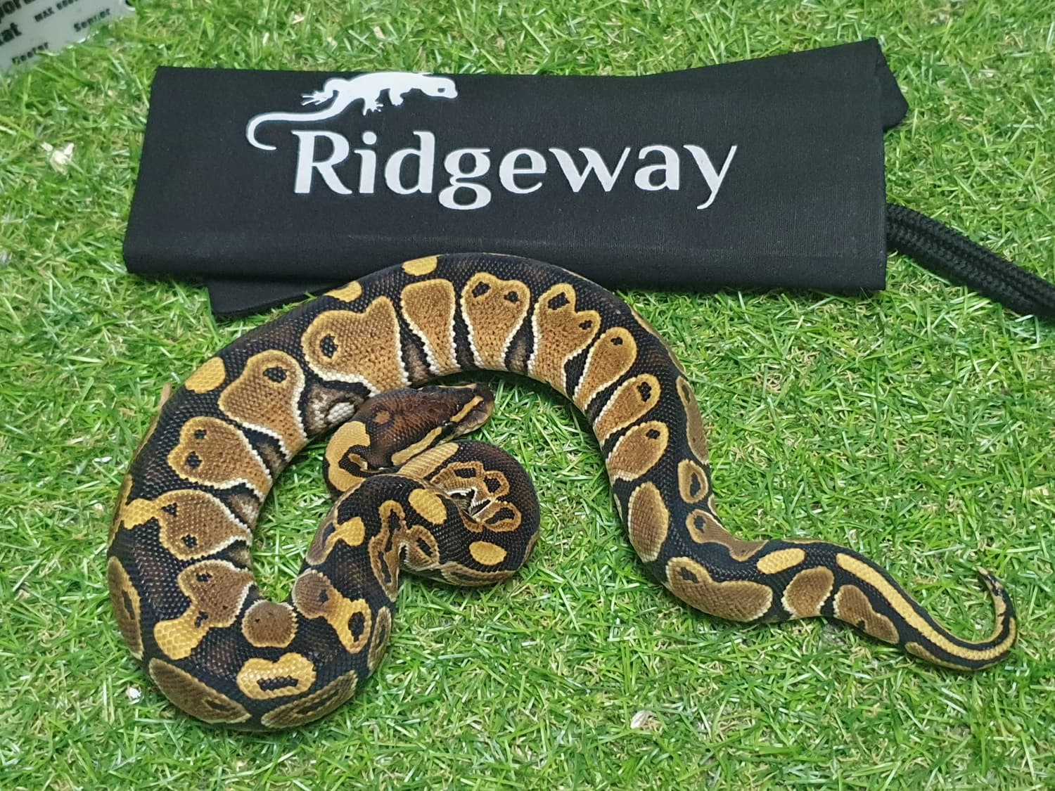 Special Ball Python by Ridgeway Exotics