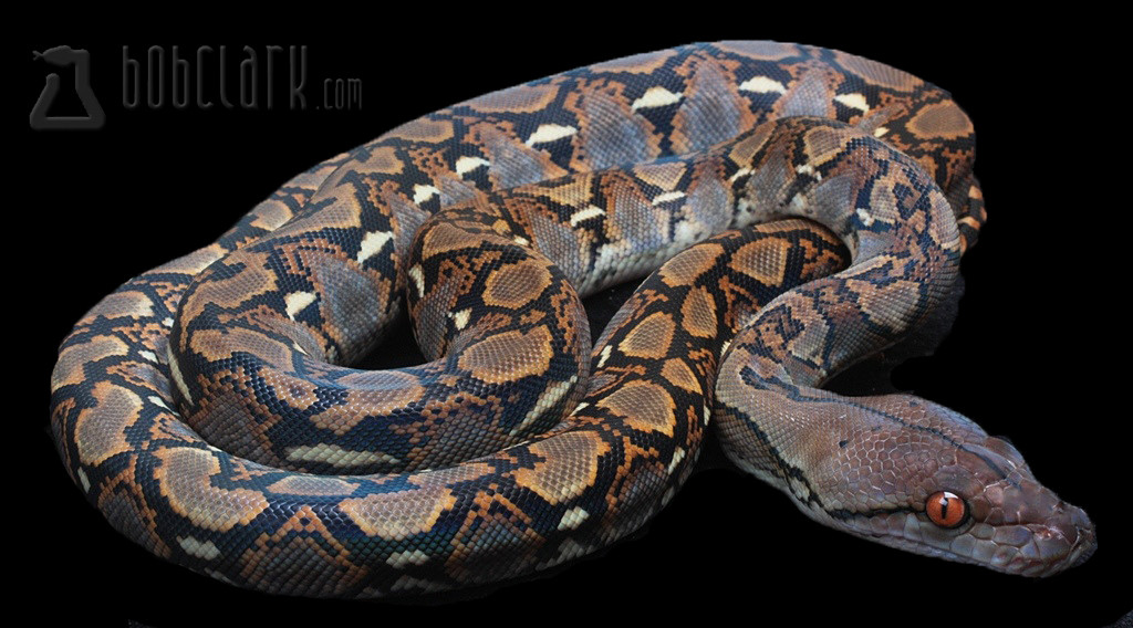 Normal Reticulated Python by Bob Clark Reptiles