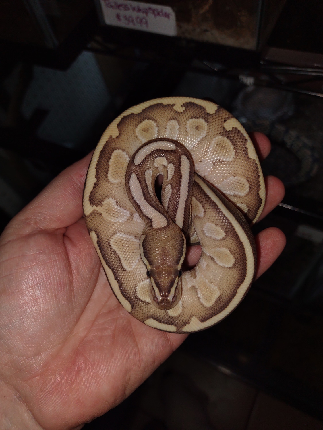 Butter Ball Python by Critter Castle Pets And Supplies