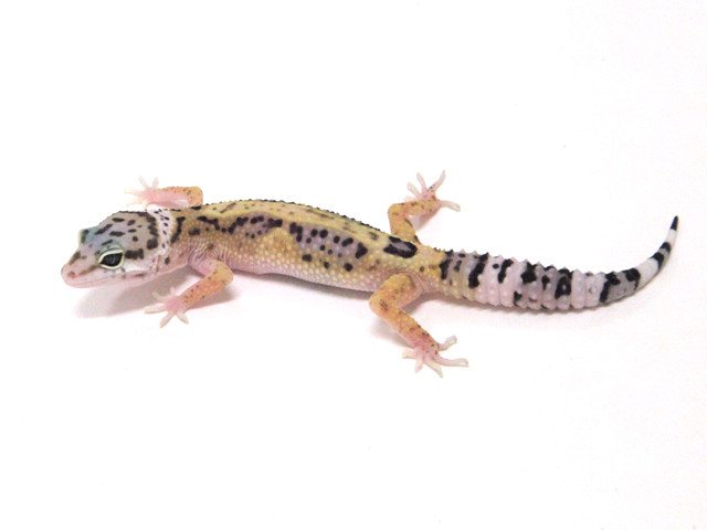 Reverse Stripe Leopard Gecko by BHB Reptiles