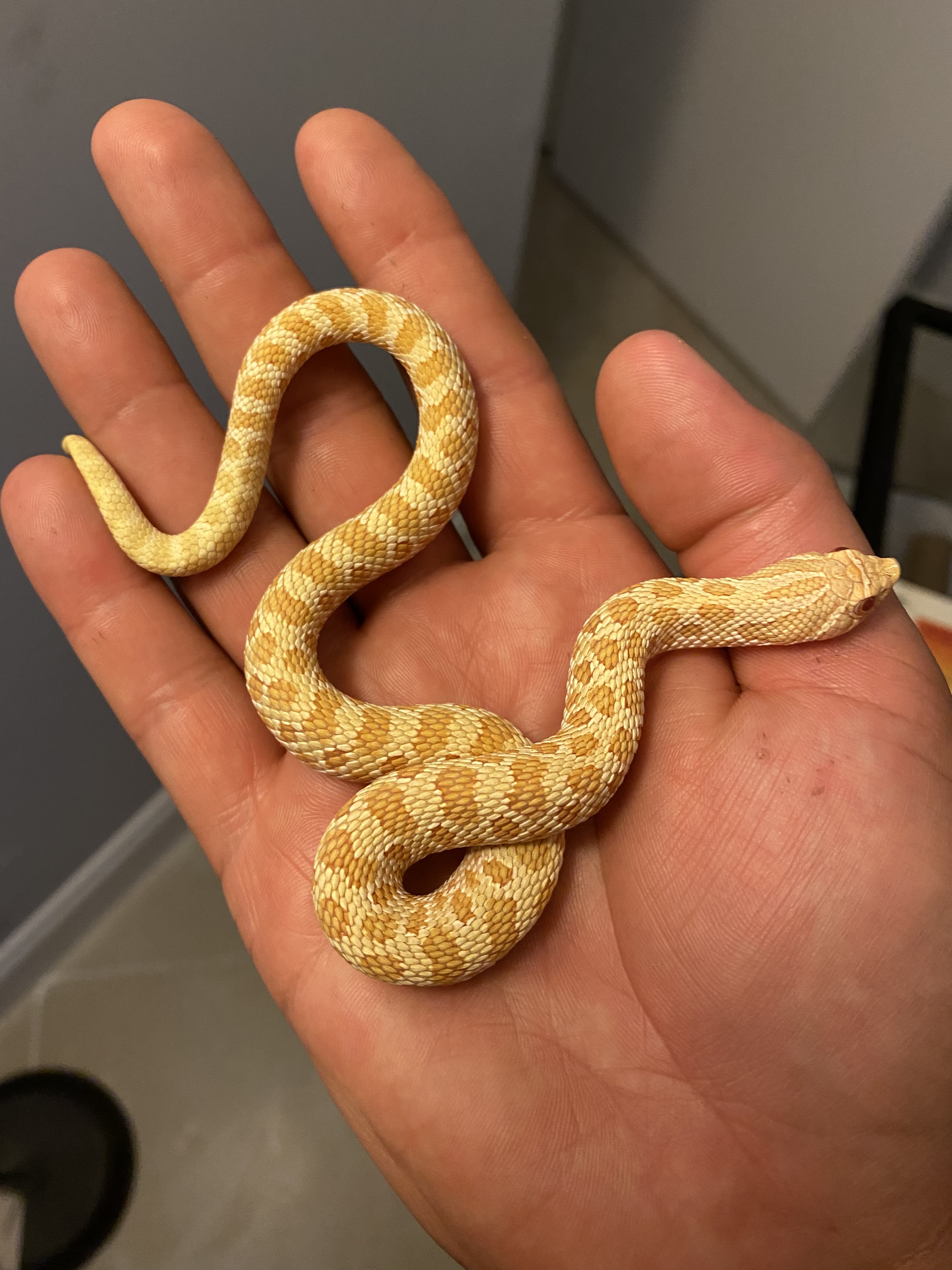 Albino Western Hognose by RC Reptiles