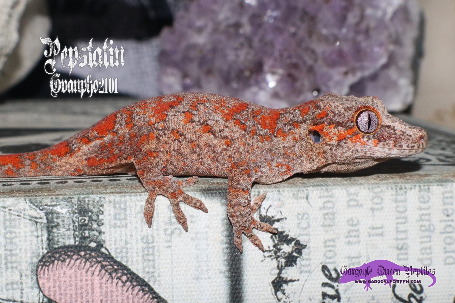 "B-Pepstatin" Red Super Blotch Gargoyle Gecko by Gargoyle Queen Reptiles