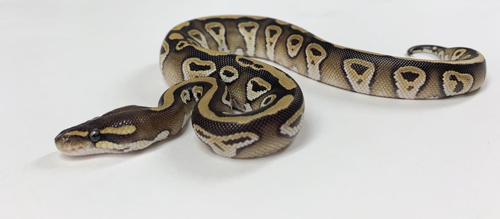 Mojave Ball Python by BHB Reptiles