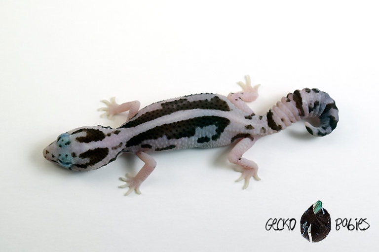 White Out Oreo Zero 66% Het Patternless 50% Het Ghost African Fat-Tailed Gecko by Gecko Babies