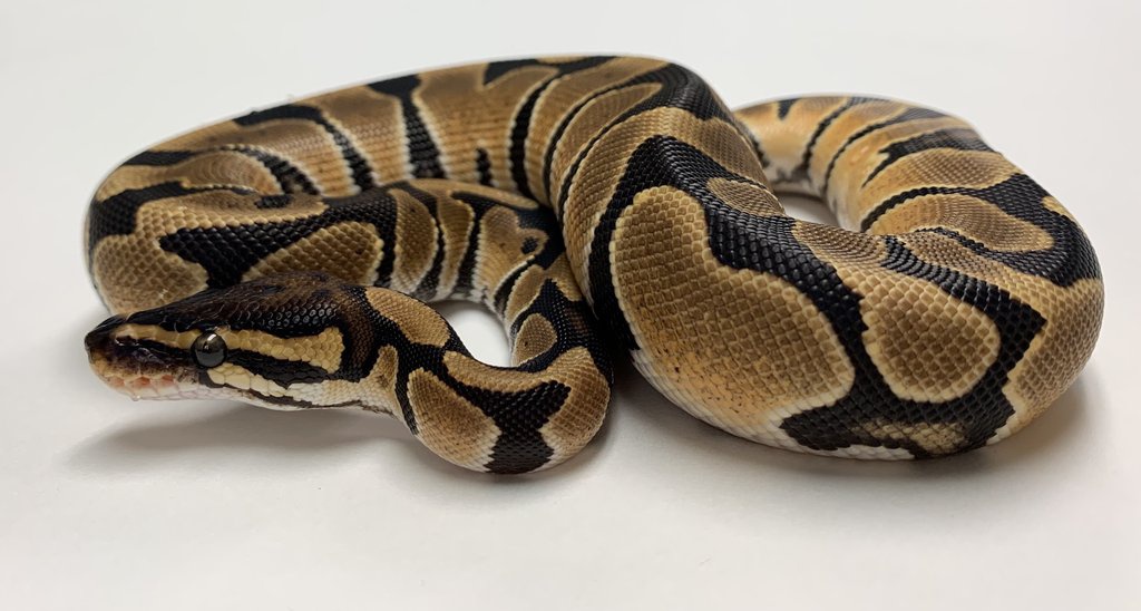 Orange Dream Ball Python by BHB Reptiles