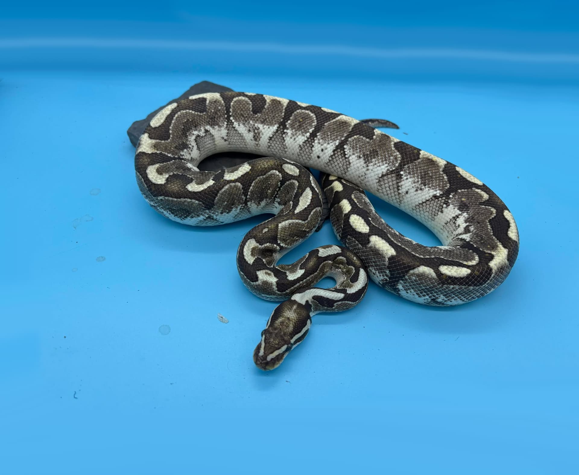 Gene ID help (again) - Ball Pythons - MorphMarket Reptile Community
