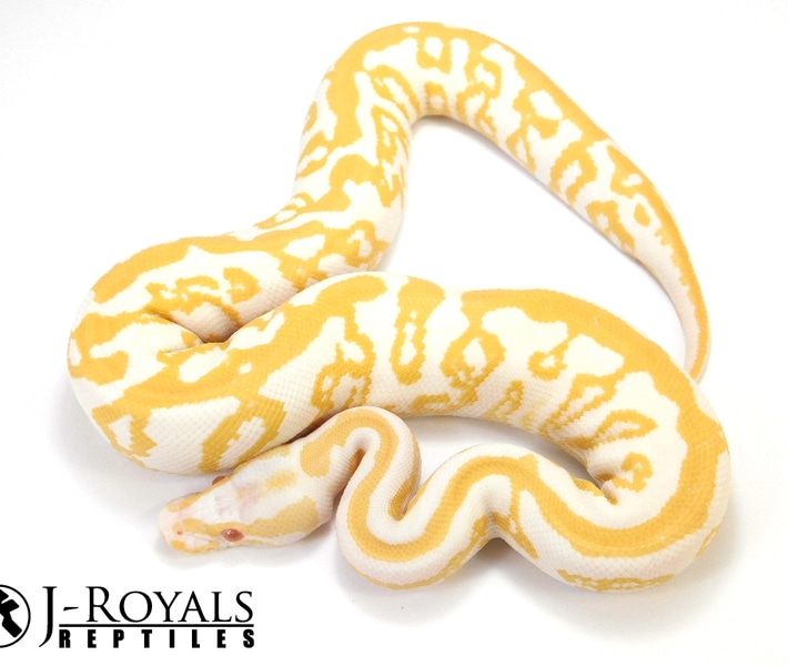 Albino Acid BlkPastel by J-Royals Reptiles