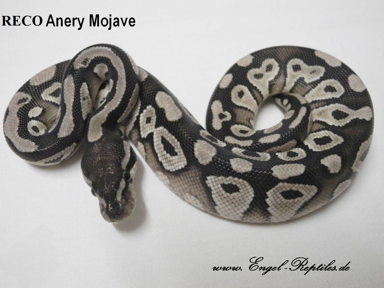 RECO Anery Mojave by Engel Reptiles