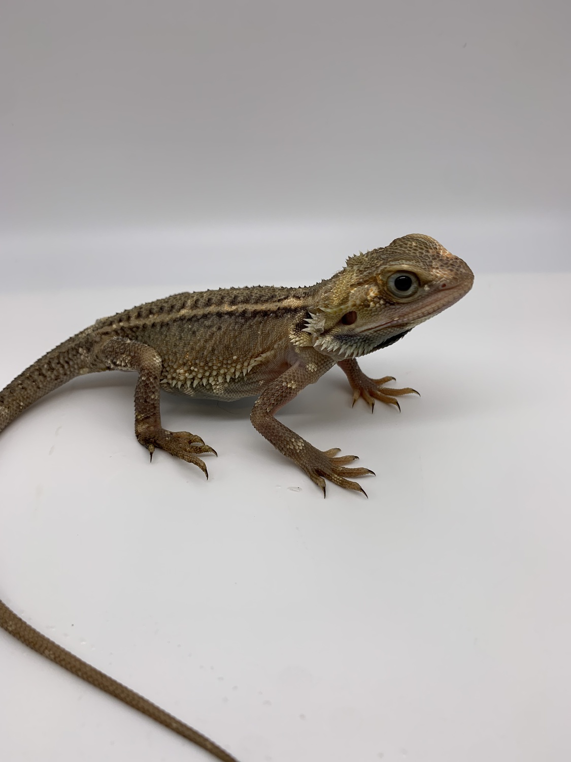 Paradox Straight Stripe Trans Central Bearded Dragon by Bidwell Reps