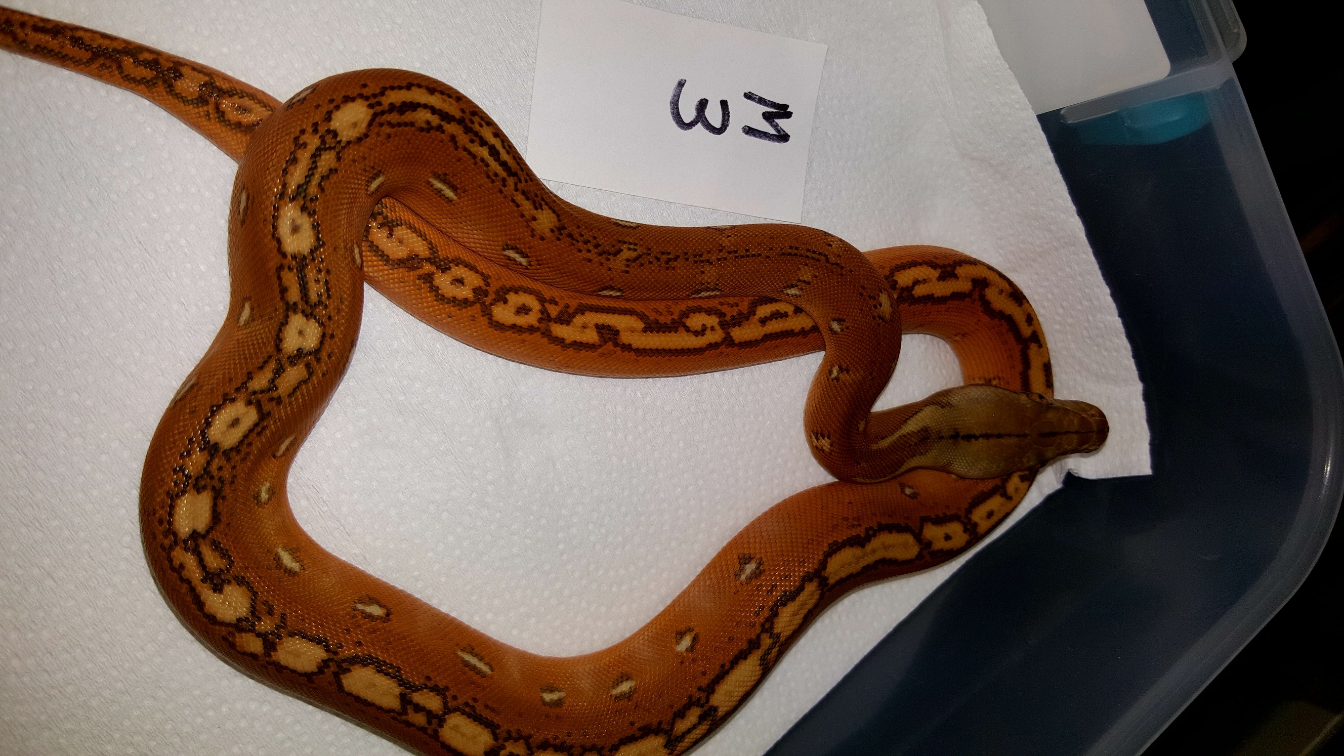 Orange Ghost Stripe Reticulated Python by Romeo's Reptiles