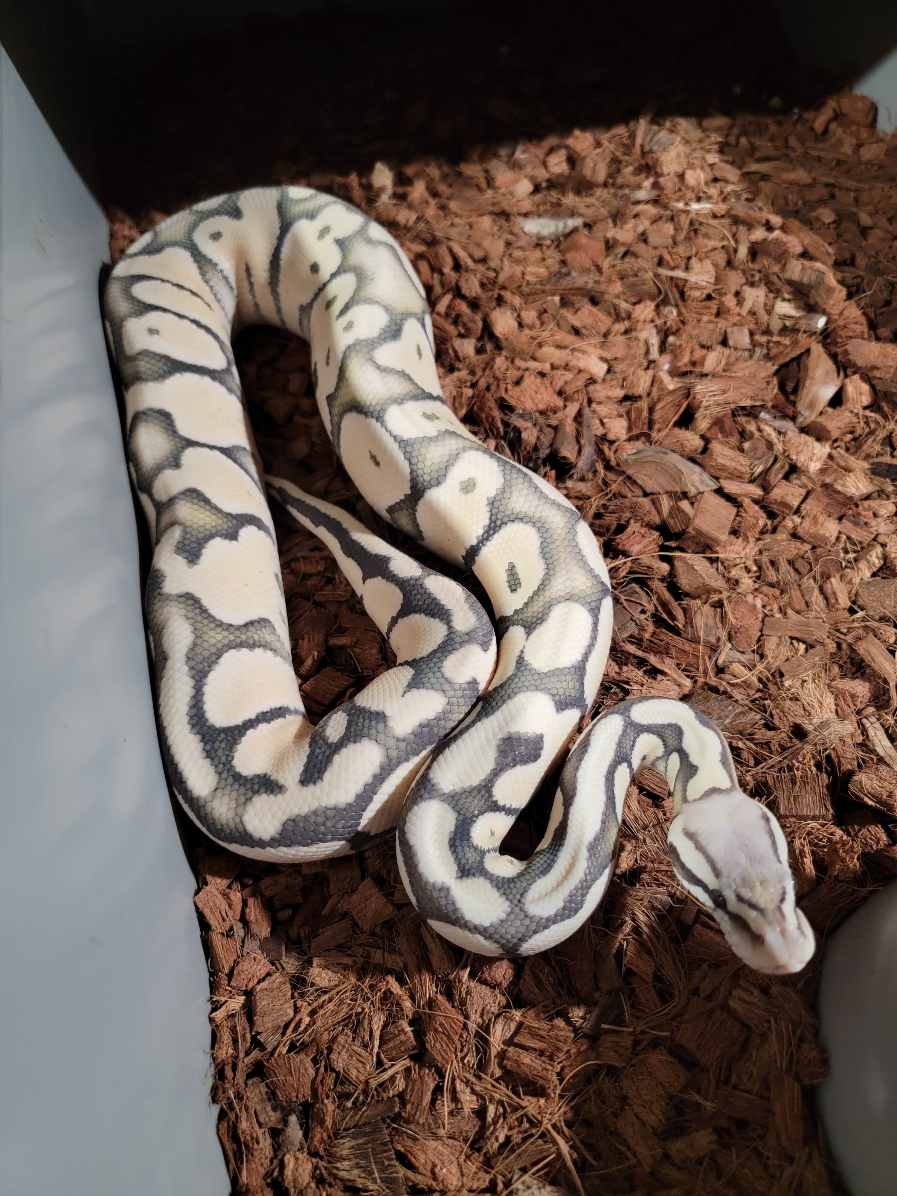 Who works with chocolate? - Ball Pythons - MorphMarket Reptile Community