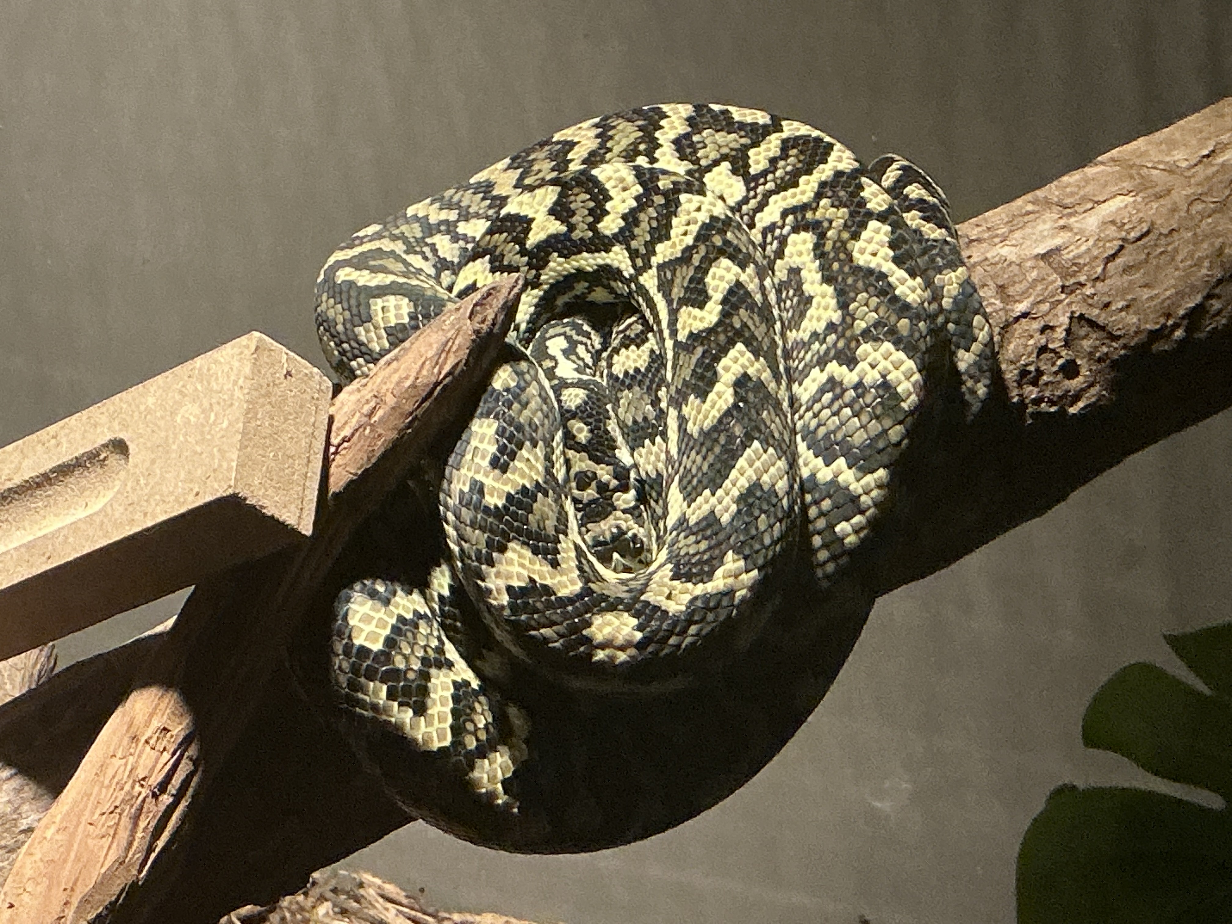 Age of jungle carpet python? - Carpet Pythons - MorphMarket Reptile ...